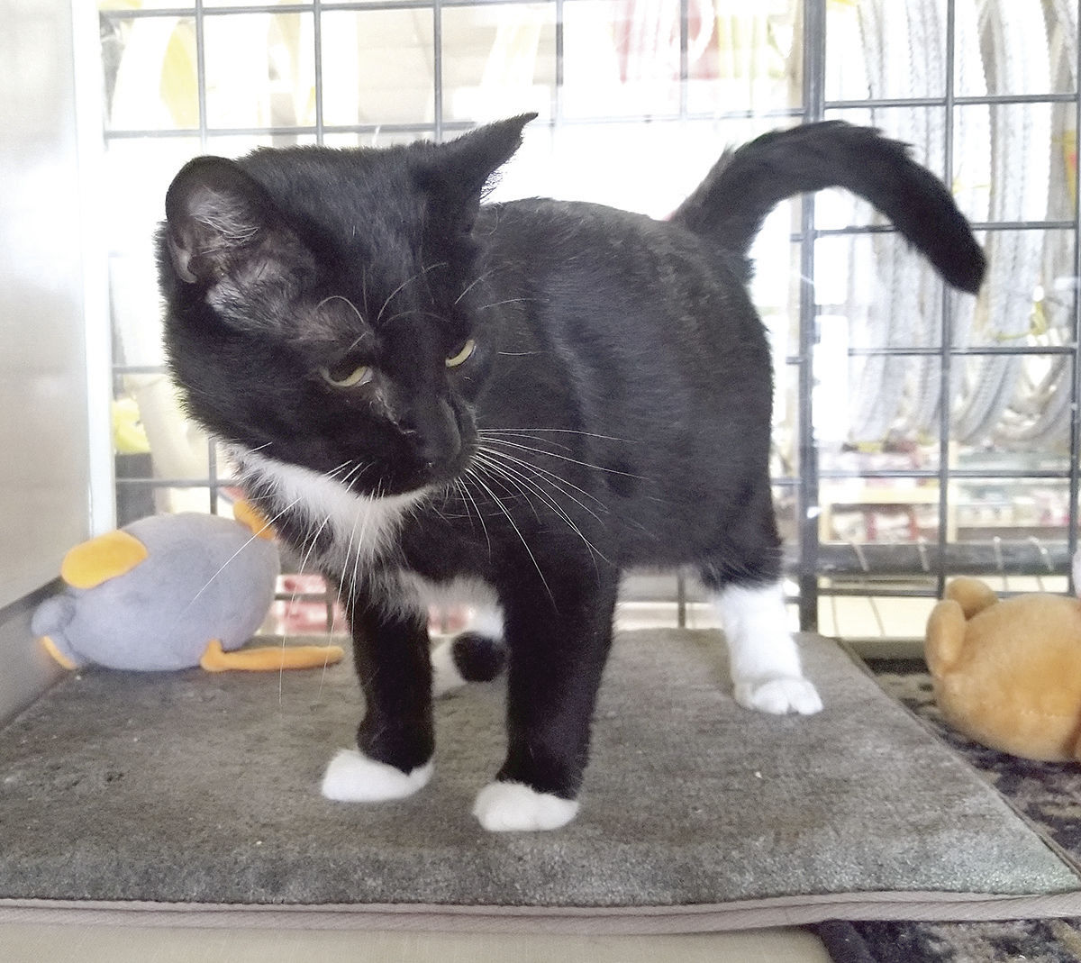 KCC Tuxedo Cats of the Week